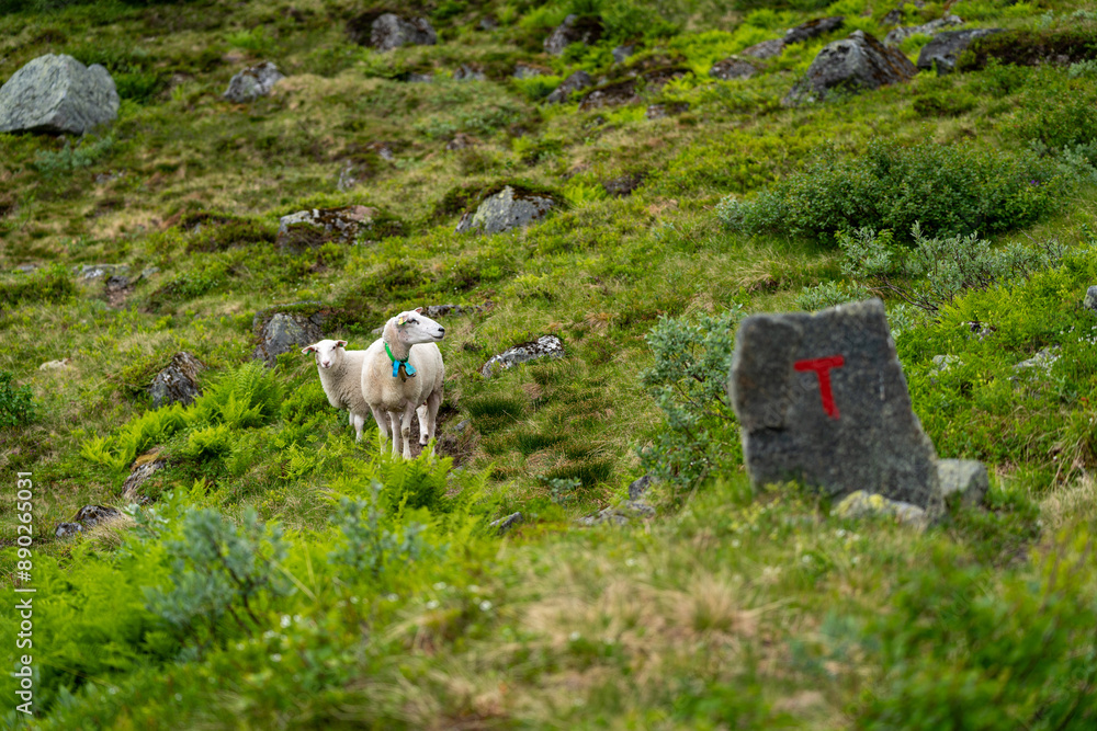 Naklejka premium sheeps on the Isfjorden trail in the mountains of Andalsnes Norway in summer fog