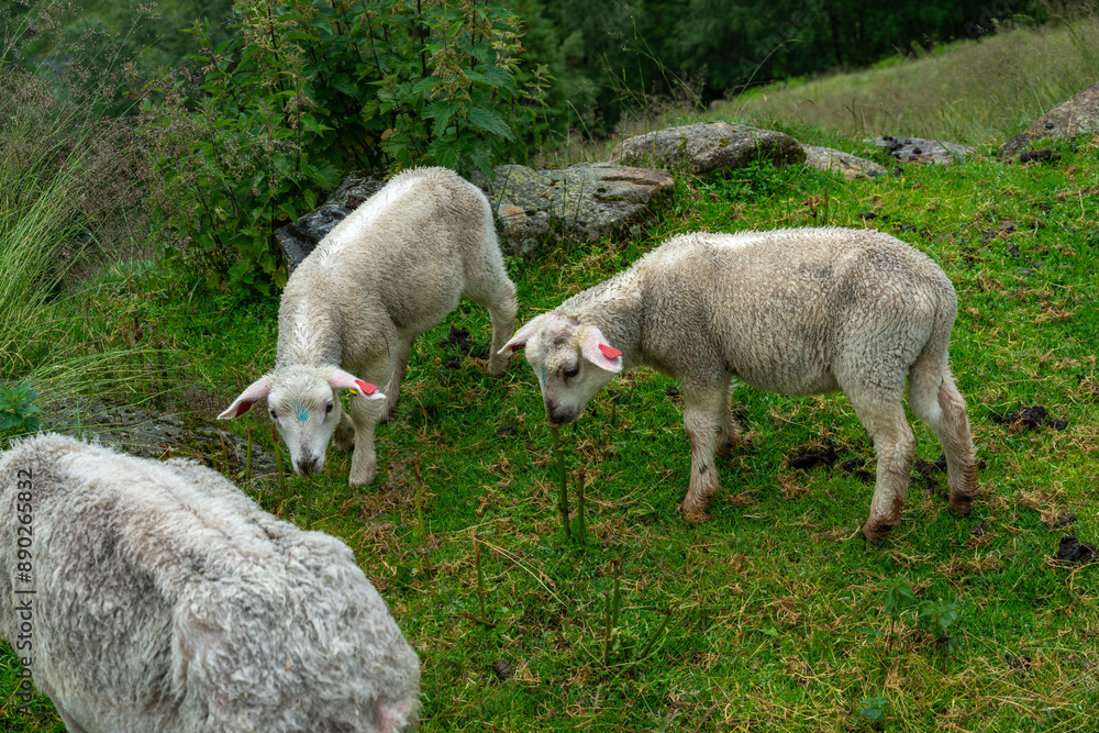 sheeps on the Isfjorden trail in the mountains of Andalsnes Norway in summer fog sheeps on the Isfjorden trail in the mountains of Andalsnes Norway in summer fog