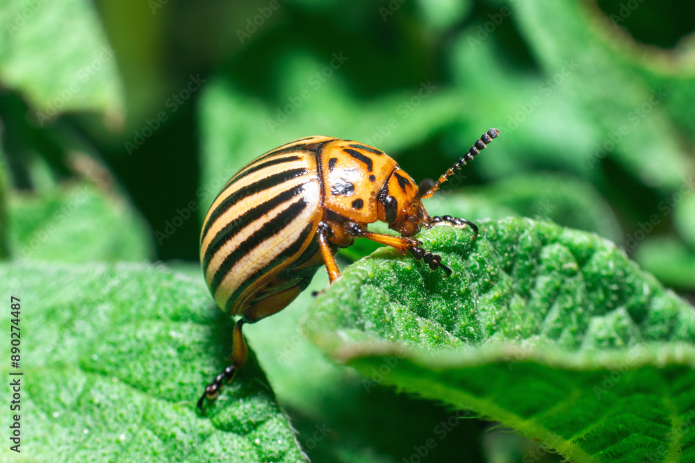 Agricultural pest Colorado potato beetle eats potato leaves Agricultural pest Colorado potato beetle eats potato leaves