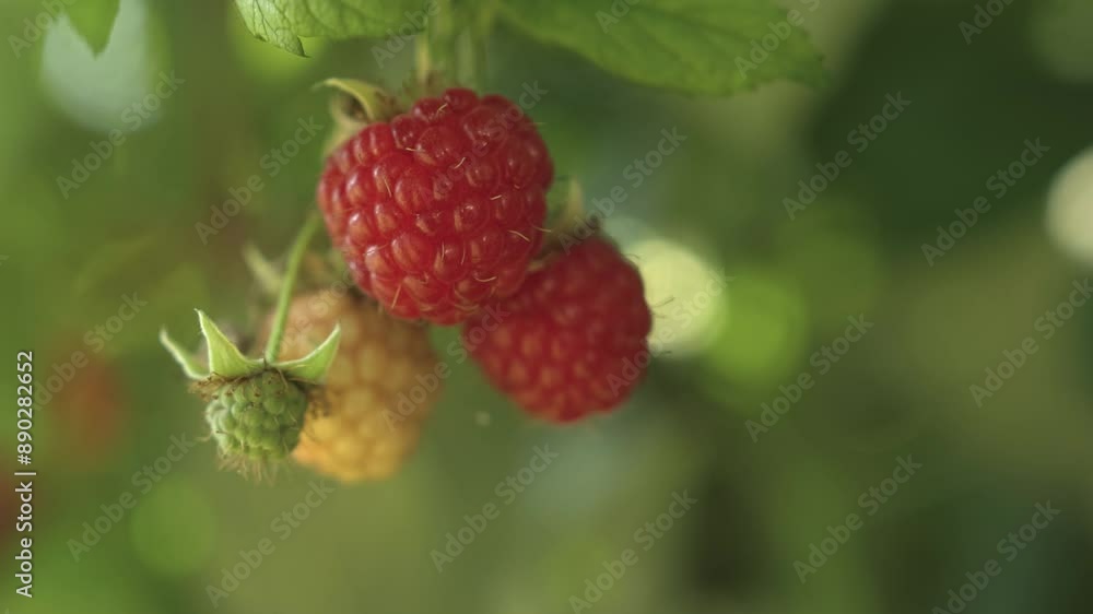Ripe red raspberries on a branch in the garden in the summer season. Fresh fruits as food background. Healthy food organic nutrition close up with sliding, pan and tilt motion Ripe red raspberries on a branch in the garden in the summer season. Fresh fruits as food background. Healthy food organic nutrition close up with sliding, pan and tilt motion
