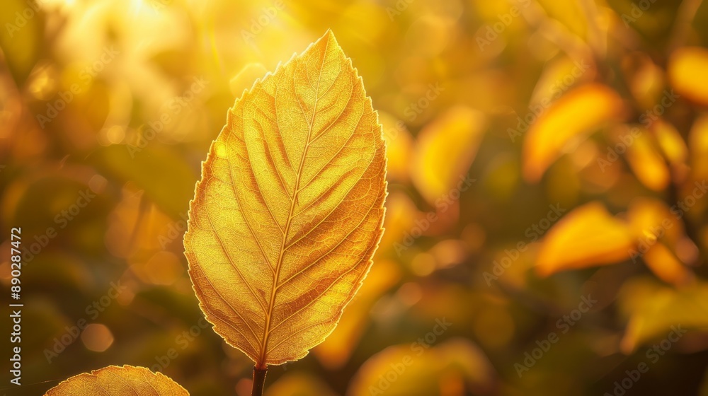 Golden leaf in autumn sunlight. A single, golden leaf basks in the warm glow of autumn sunlight, surrounded by a blur of other colorful foliage. Golden leaf in autumn sunlight. A single, golden leaf basks in the warm glow of autumn sunlight, surrounded by a blur of other colorful foliage.