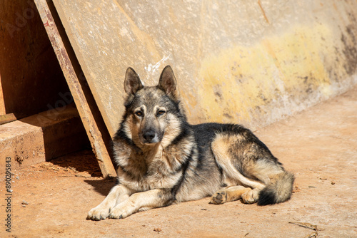 portrait of a mantiqueira shepherd resting peacefully, dog breed of Brazilian nationality