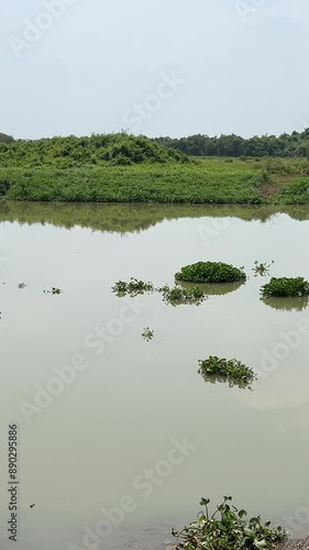 Salvinia, a genus in the family Salviniaceae, is a floating fern named in honor of Anton Maria Salvini, a 17th-century Italian scientist. photo