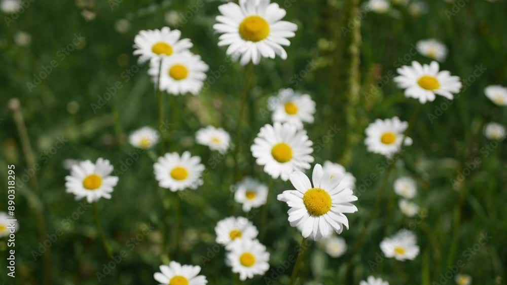 daisies in the grass daisies in the grass
