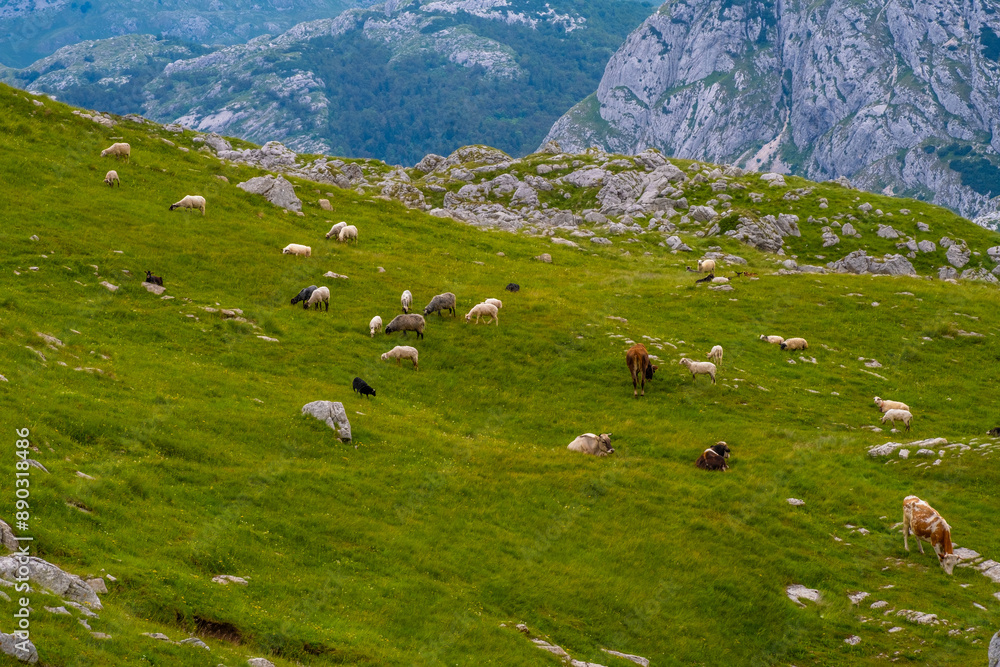 Fototapeta premium Sheep grazing on hillside in scenic natural landscape