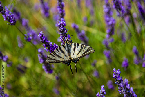 Papillon dans les Lavandes,  France photo