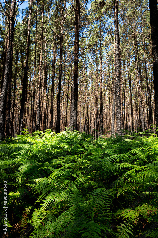 Obraz premium A forest with trees that are burnt and have a blackened appearance. The trees are tall and the sky is clear