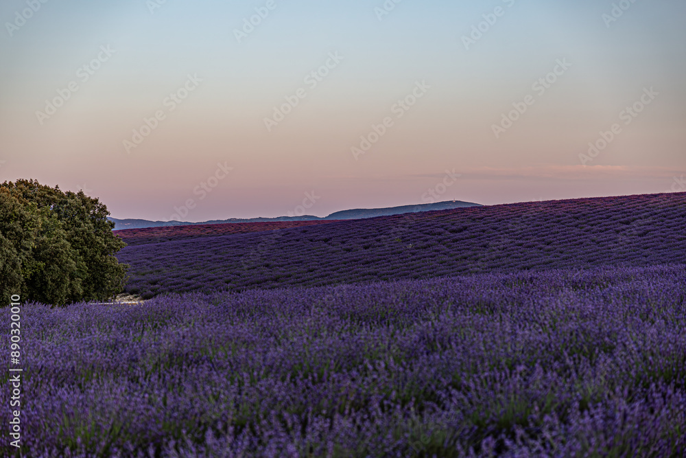 Obraz premium Paysage de Lavandes, Lavensole, Provence, France