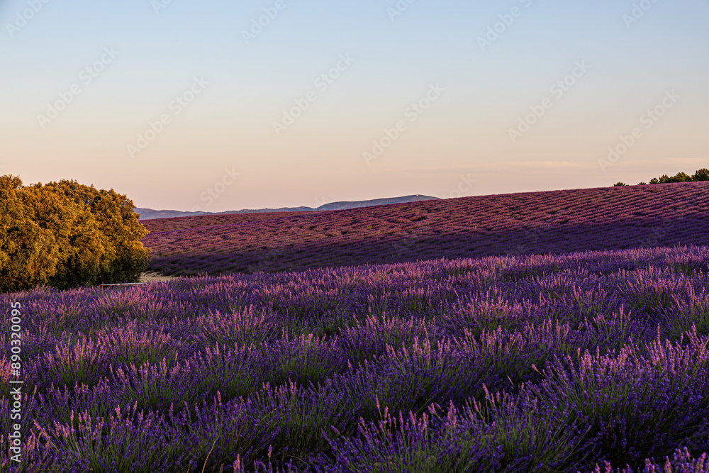 Obraz premium Paysage de Lavandes, Lavensole, Provence, France