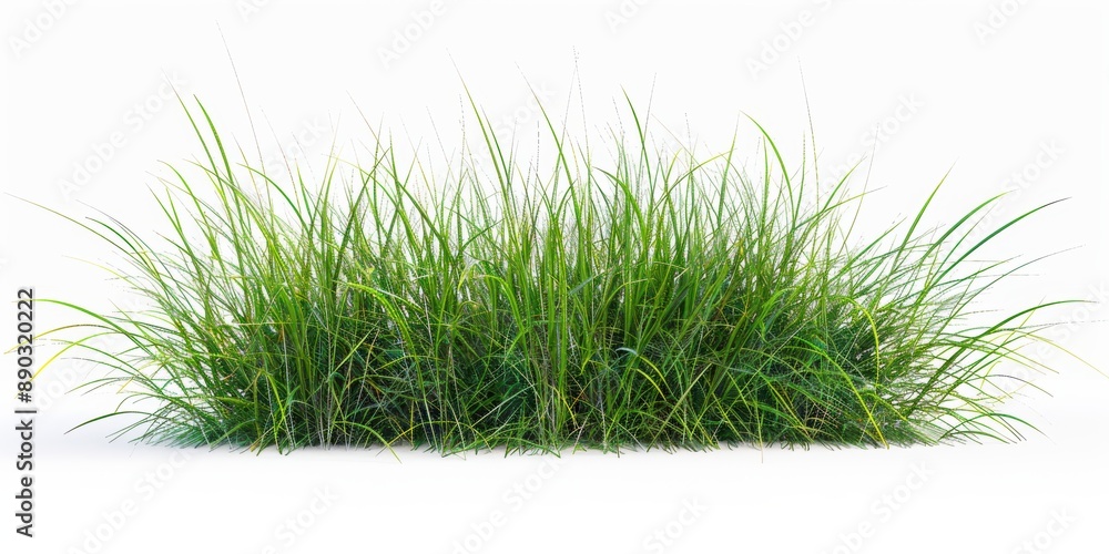 fresh green grass from nature isolated on white, football stadium. Accessories design. fresh green grass from nature isolated on white, football stadium. Accessories design.