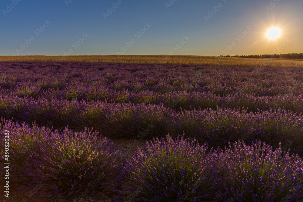Fototapeta premium Paysage de Lavandes, Plateau de Lavensole, Alpes-de-Haute-Provence, France