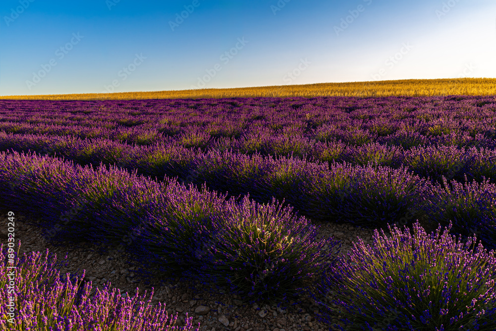 Fototapeta premium Paysage de Lavandes, Lavensole, Provence, France