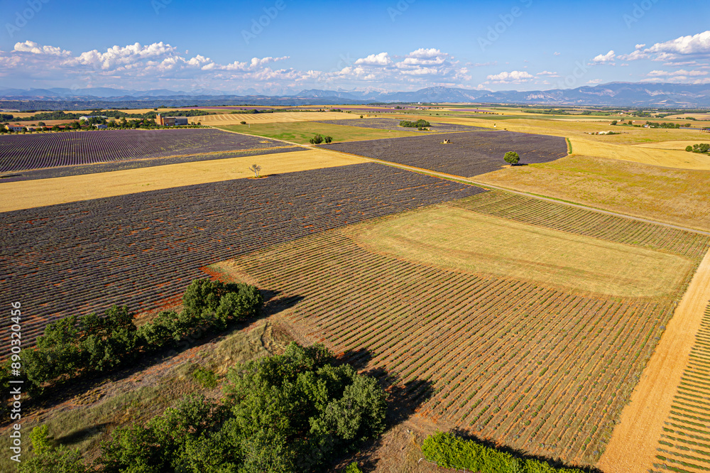 Fototapeta premium Paysage de Lavandes, Lavensole, Provence, France