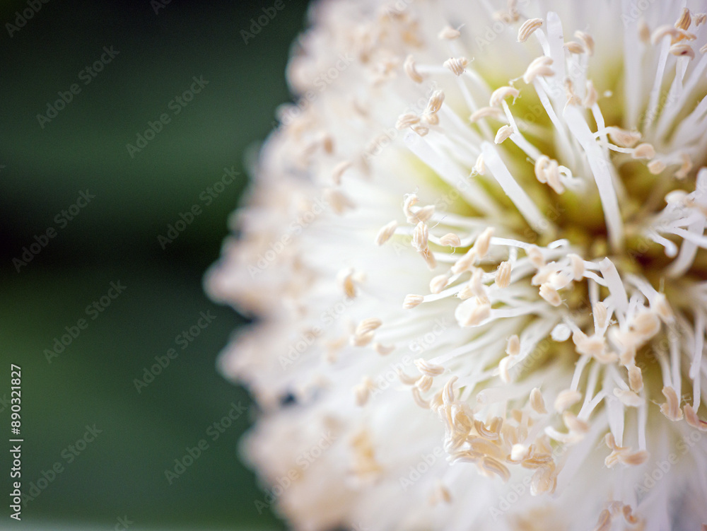 Leucaena flower close up, soft white pollen of beautiful Leucaena flower , nature background. Tulip bouquet, spring flower macro shot, blooming white Leucaena flower backdrop, Leucaena flower close up, soft white pollen of beautiful Leucaena flower , nature background. Tulip bouquet, spring flower macro shot, blooming white Leucaena flower backdrop,