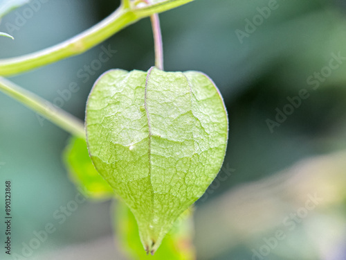 Close up Ciplukan fruit, Physalis angulata photo