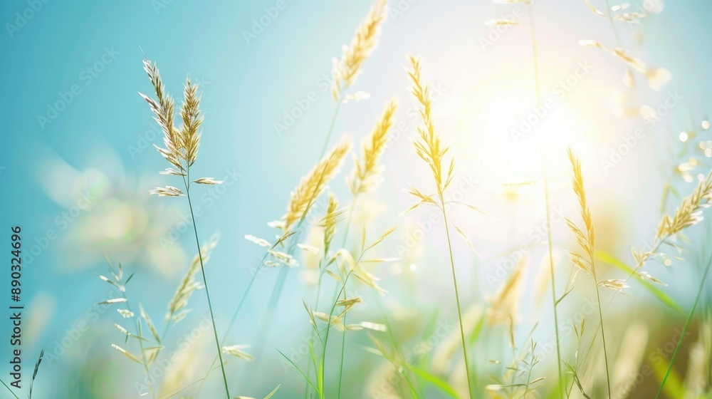 Grass blooms in the morning sun under a light blue sky in summer Grass blooms in the morning sun under a light blue sky in summer