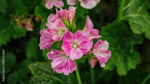 Gorgeous Garden Radish Flower