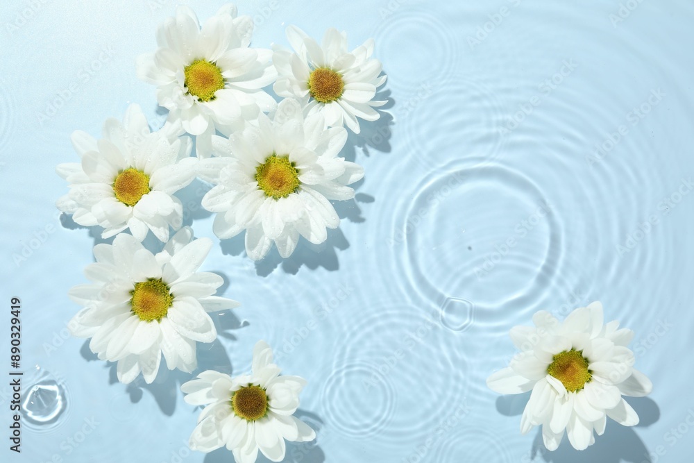 Beautiful daisy flowers in water on light blue background, top view. Space for text Beautiful daisy flowers in water on light blue background, top view. Space for text