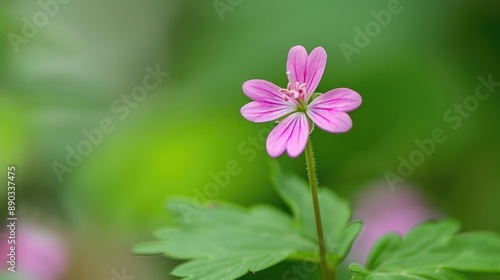 Herb Robert Lovely small wildflower in woods