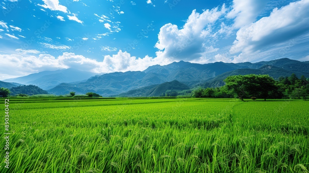 A field of green grass with a blue sky in the background