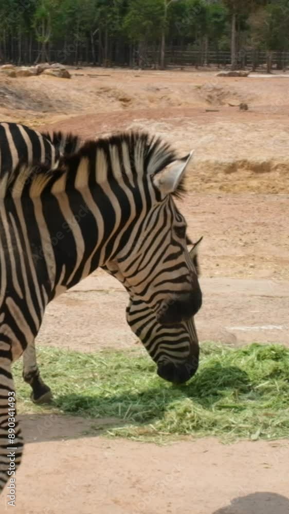 Closeup portrait of wild African zebra standing alone at golden sunset in savannah. epic shot of zebra closeup walking on grass. Wild animals of South Africa concept. Safari tourism. Wildlife Tanzania Closeup portrait of wild African zebra standing alone at golden sunset in savannah. epic shot of zebra closeup walking on grass. Wild animals of South Africa concept. Safari tourism. Wildlife Tanzania