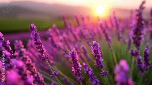 A striking view featuring lavender flowers in the foreground, sharply focused, with the warm golden light of the setting sun illuminating the hills in the distance.