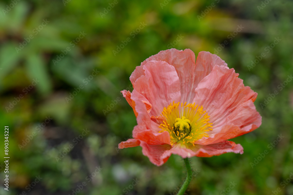 Tender textured pink alpine Iceland poppy is blooming in the gardens of Bordeaux embankment. Floral blooming background with crumpled flower on it. Tender textured pink alpine Iceland poppy is blooming in the gardens of Bordeaux embankment. Floral blooming background with crumpled flower on it.