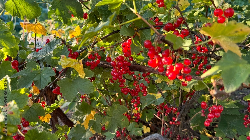 A bunch of red berries are hanging from a tree A bunch of red berries are hanging from a tree