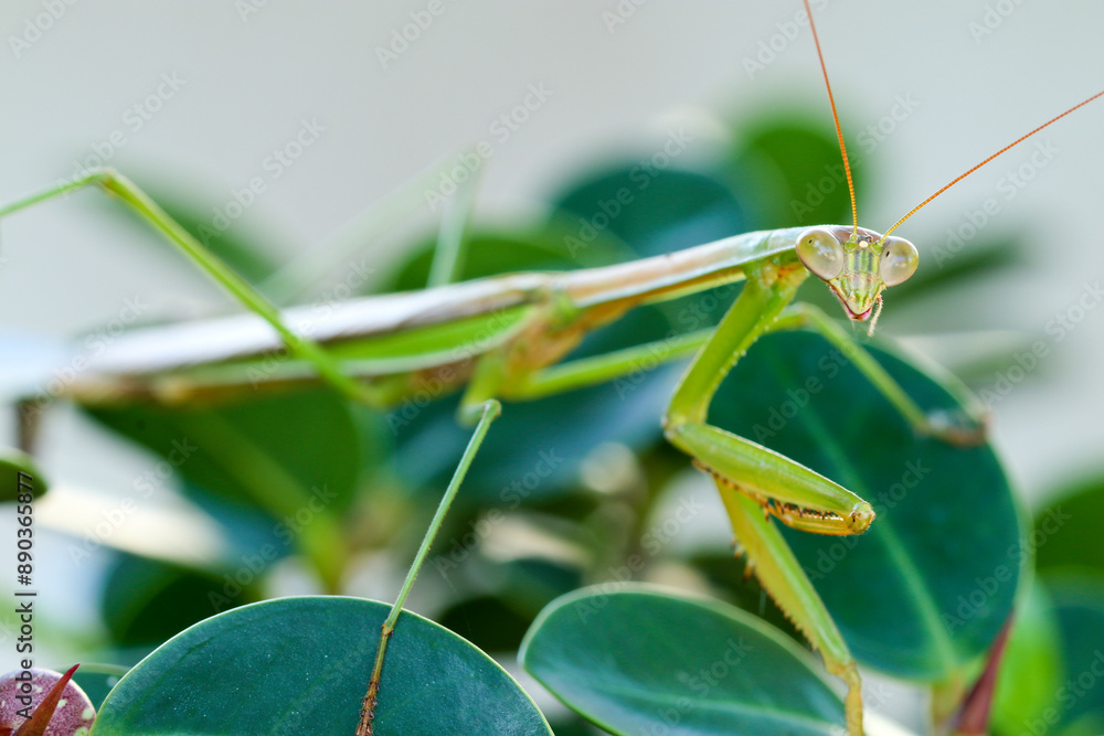 a close-up shot of a praying mantis on a green leaf a close-up shot of a praying mantis on a green leaf