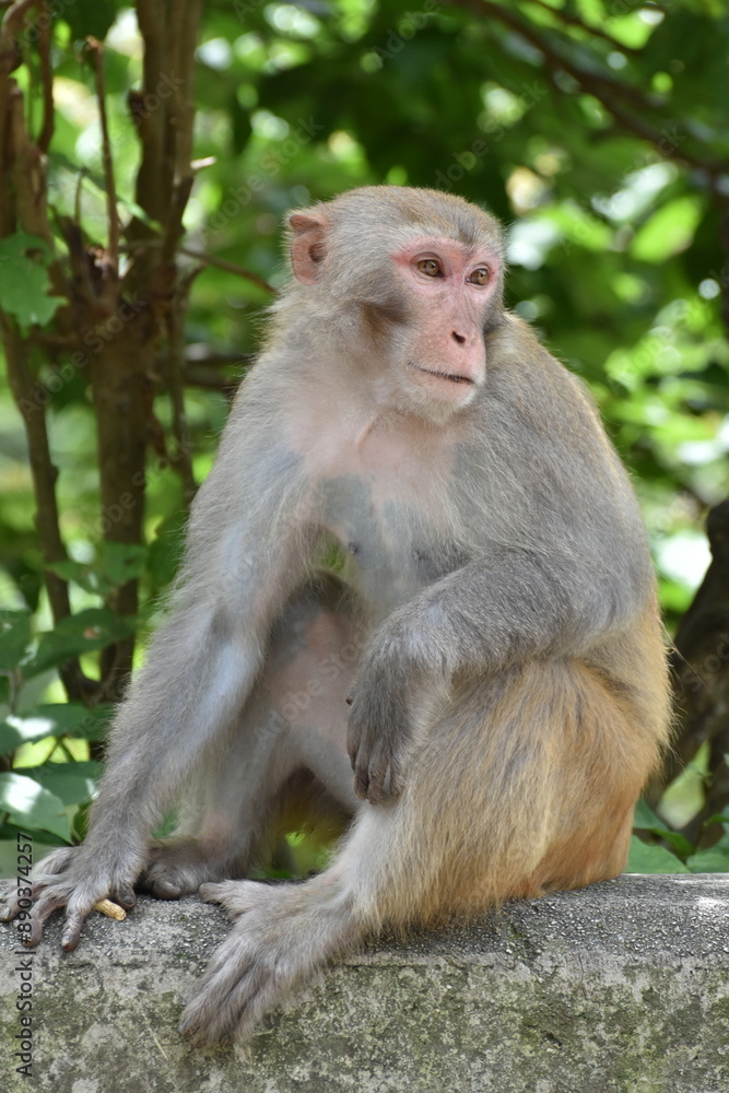 MacLehose trail companion (monkeys) MacLehose trail companion (monkeys)