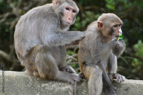 MacLehose trail companion (monkeys)