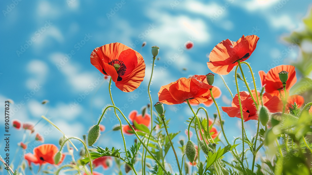 Obraz premium Red poppy flowers against the blue sky. By 