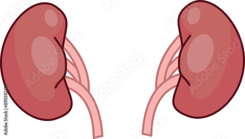 Illustration of human kidneys filtering blood in the urinary system