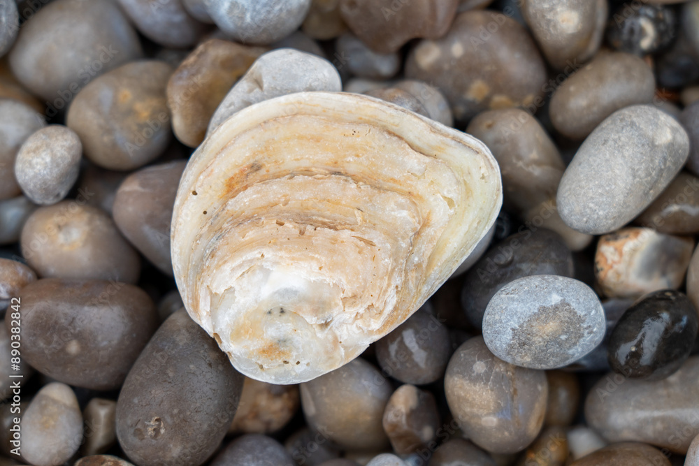 A macro shot of a white shell lies on a round gray pebble on the beach of Etretat in Normandy. Natural and textured background. A macro shot of a white shell lies on a round gray pebble on the beach of Etretat in Normandy. Natural and textured background.