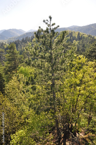 Beautiful nature view in Seven Lakes (Yedi Goller) National Park, Bolu, Turkey.