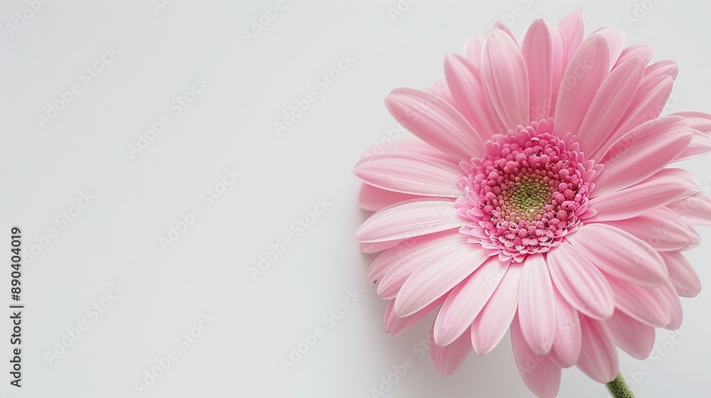 Detailed image of a pink daisy on a white background Detailed image of a pink daisy on a white background