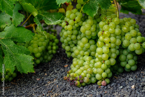 Grüne Weintrauben im Weinanbaugebiet Lanzarotes photo