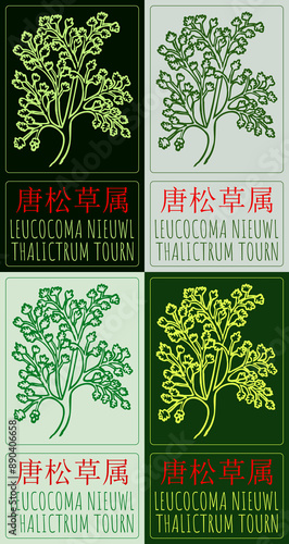 Set of drawing LEUCOCOMA NIEUWL in Chinese in various colors. Hand drawn illustration. The Latin name is THALICTRUM TOURN. photo