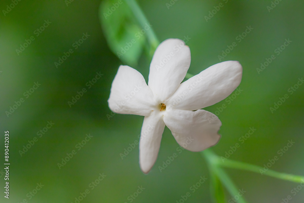 Close-Up of White Jasmine Flower with Green Background Close-Up of White Jasmine Flower with Green Background