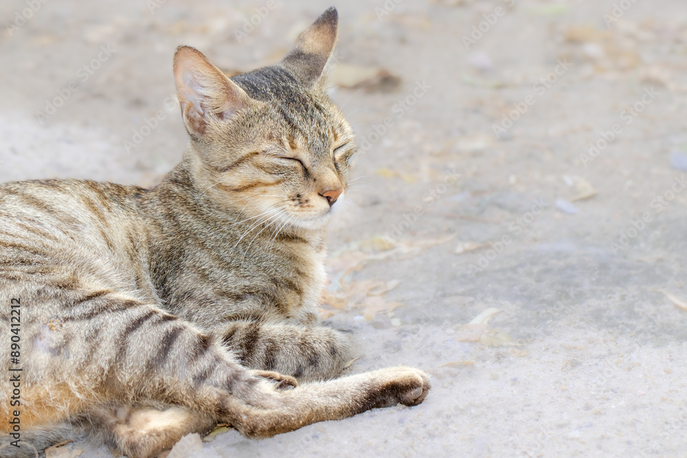 Relaxed Tabby Cat Resting Outdoors on a Sunny Day Relaxed Tabby Cat Resting Outdoors on a Sunny Day
