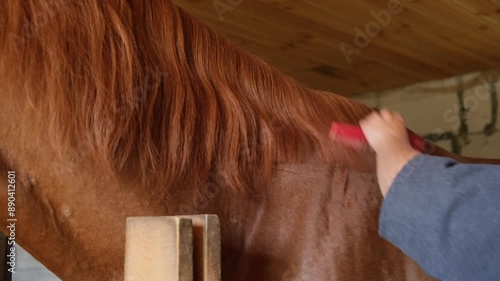 Young woman groomer cuts the mane of a bay horse with scissors. The horse shakes its skin. Horse care. photo