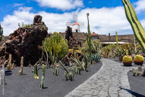 Kakteen im Kaktusgarten mit Windmühle, Lanzarote