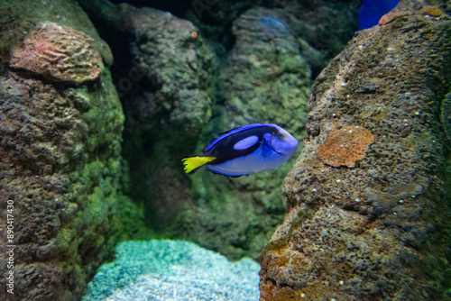 Blauer Paletten-Doktorfisch in einem Aquarium auf Lanzarote, Spanien
