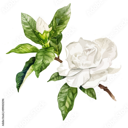 Watercolor vector of jasmine flower, isolated on a white background, jasmine flower drawing