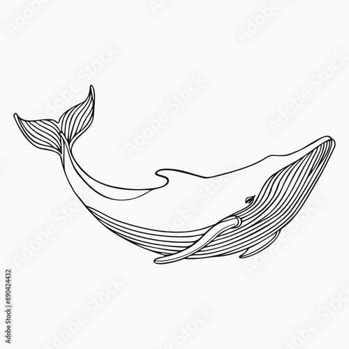 Humpback whale, line art isolated on white background. Minimal abstract whale linear sketch drawing