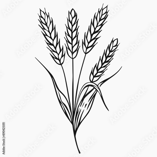 Ears of wheat. Barley line art drawing on white background. Vector elements for design, logotype, print, poster