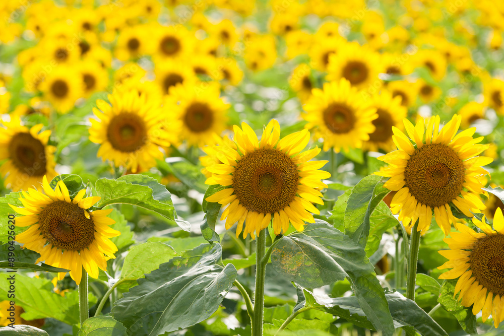 夏のひまわり畑
