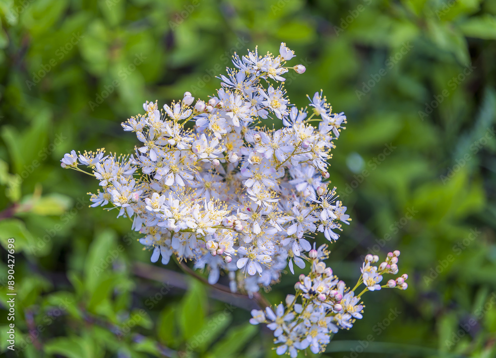 white blossoms, St. Margarethen, Burgenland, Austria, Europe, May 2024 white blossoms, St. Margarethen, Burgenland, Austria, Europe, May 2024