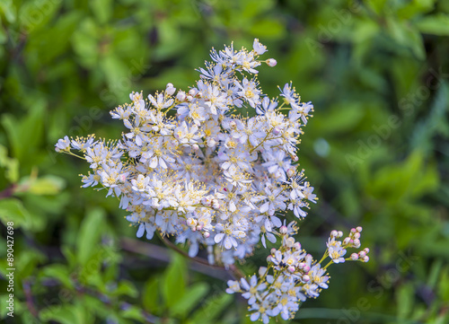 white blossoms,  St. Margarethen, Burgenland, Austria, Europe, May 2024 photo