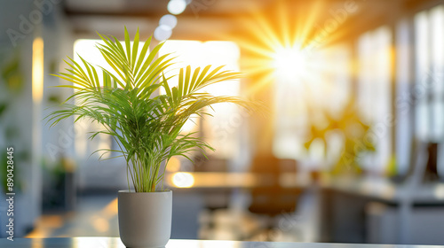 Bright Office with Potted Plant Capturing Morning Sunlight and Lively Interior Ambiance photo